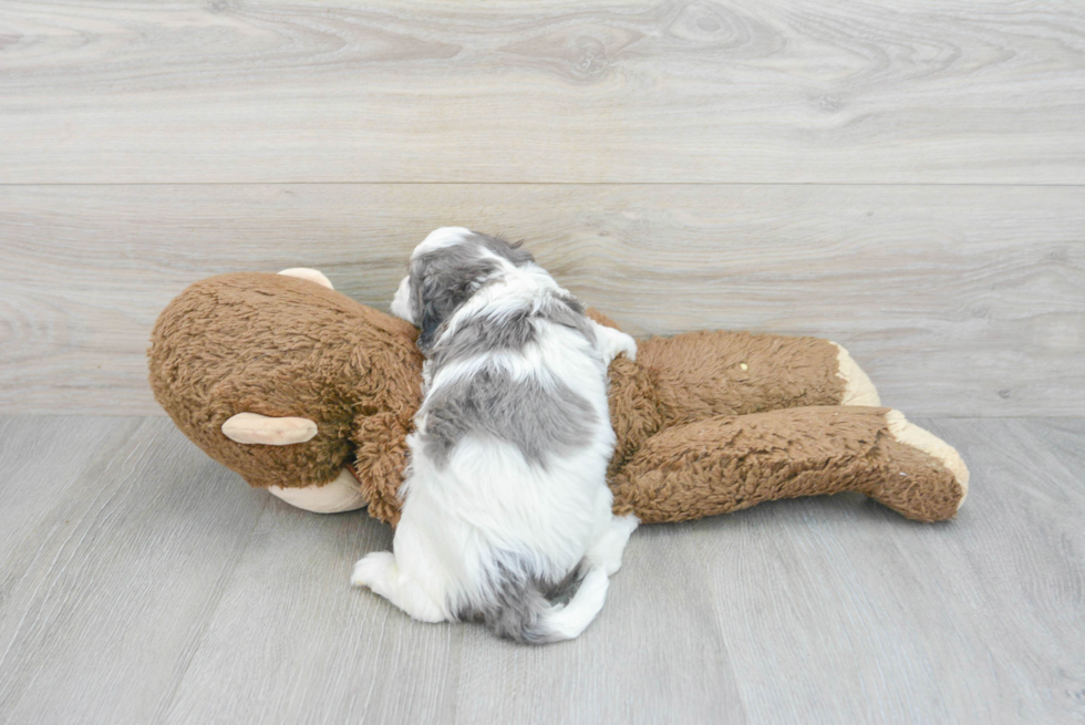 Best Cavapoo Baby