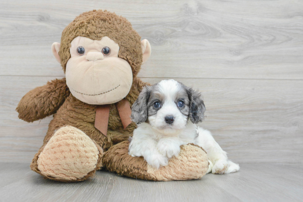 Popular Cavapoo Poodle Mix Pup