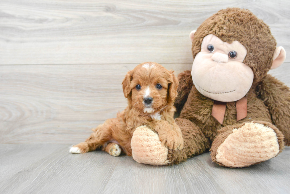 Cavapoo Pup Being Cute