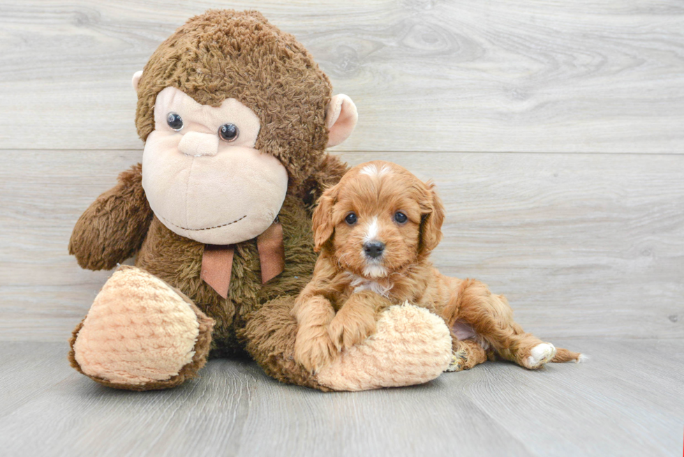 Funny Cavapoo Poodle Mix Pup