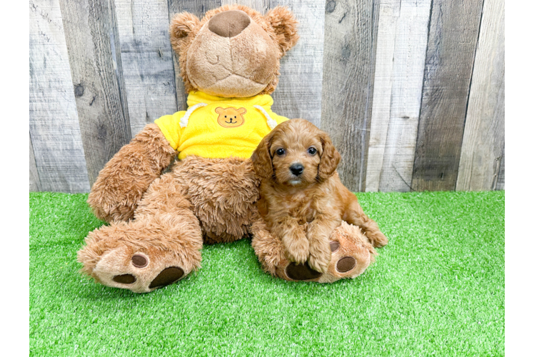 Petite Cavapoo Poodle Mix Pup