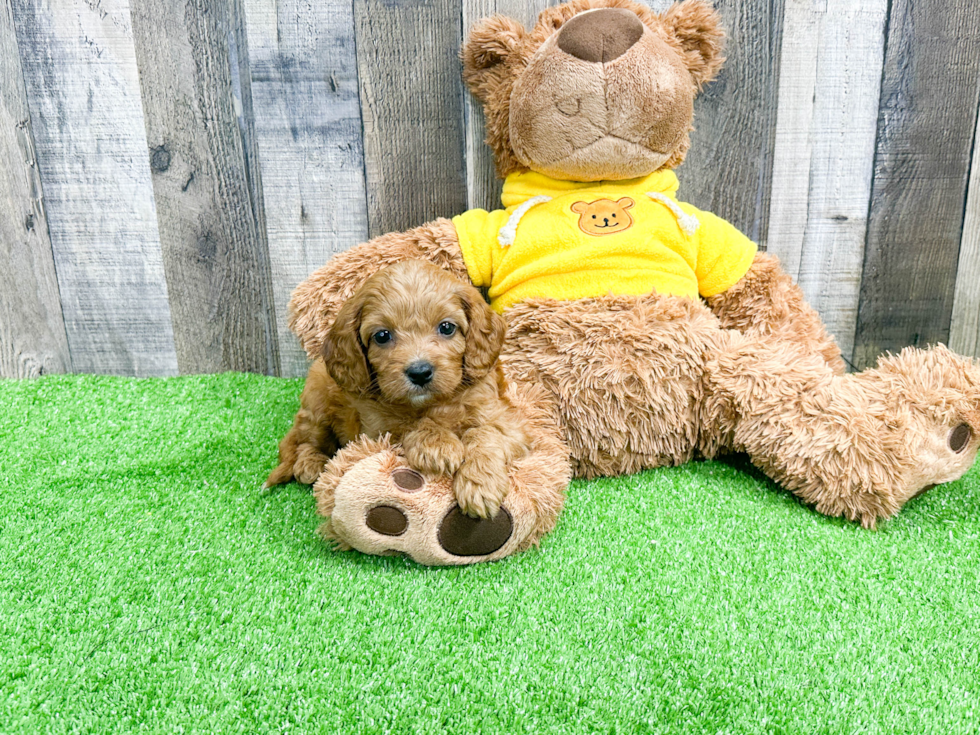 Fluffy Cavapoo Poodle Mix Pup