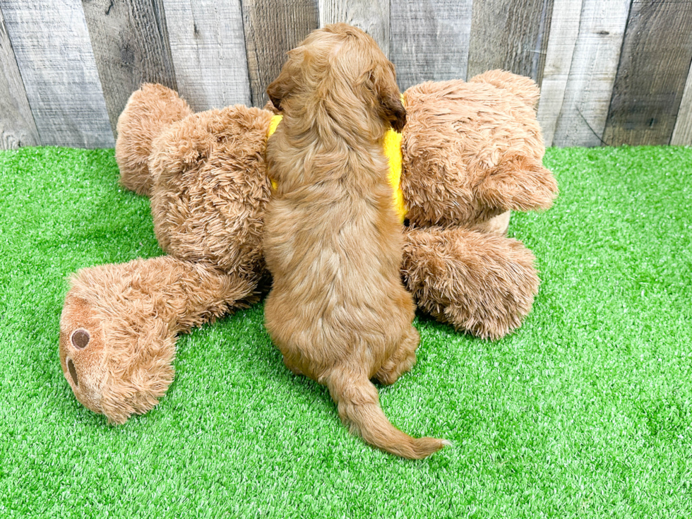 Energetic Cavoodle Poodle Mix Puppy