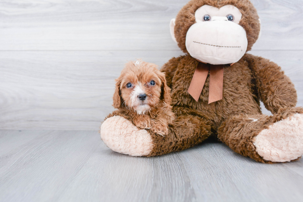 Cavapoo Puppy for Adoption