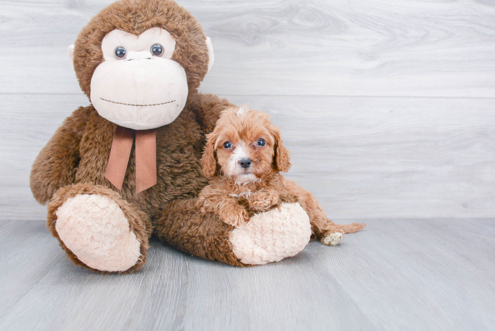 Best Cavapoo Baby