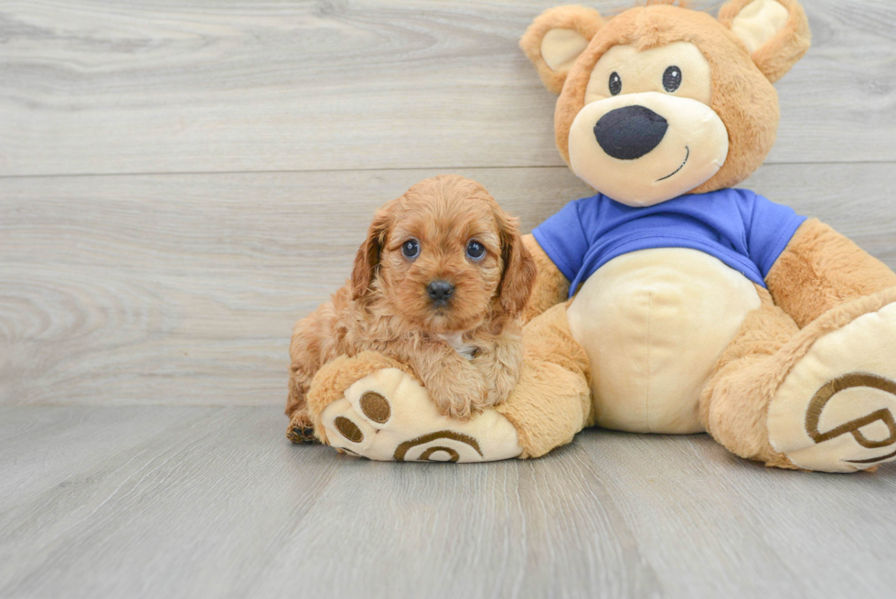 Best Cavapoo Baby