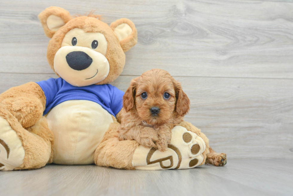 Best Cavapoo Baby