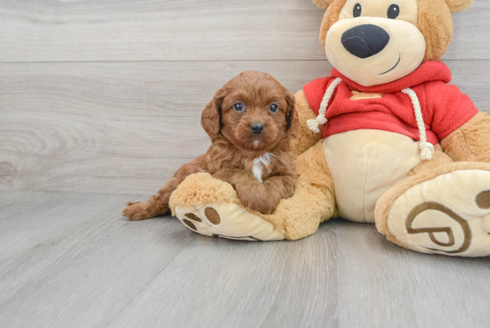 Smart Cavapoo Poodle Mix Pup