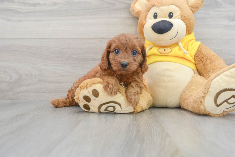 Cavapoo Pup Being Cute