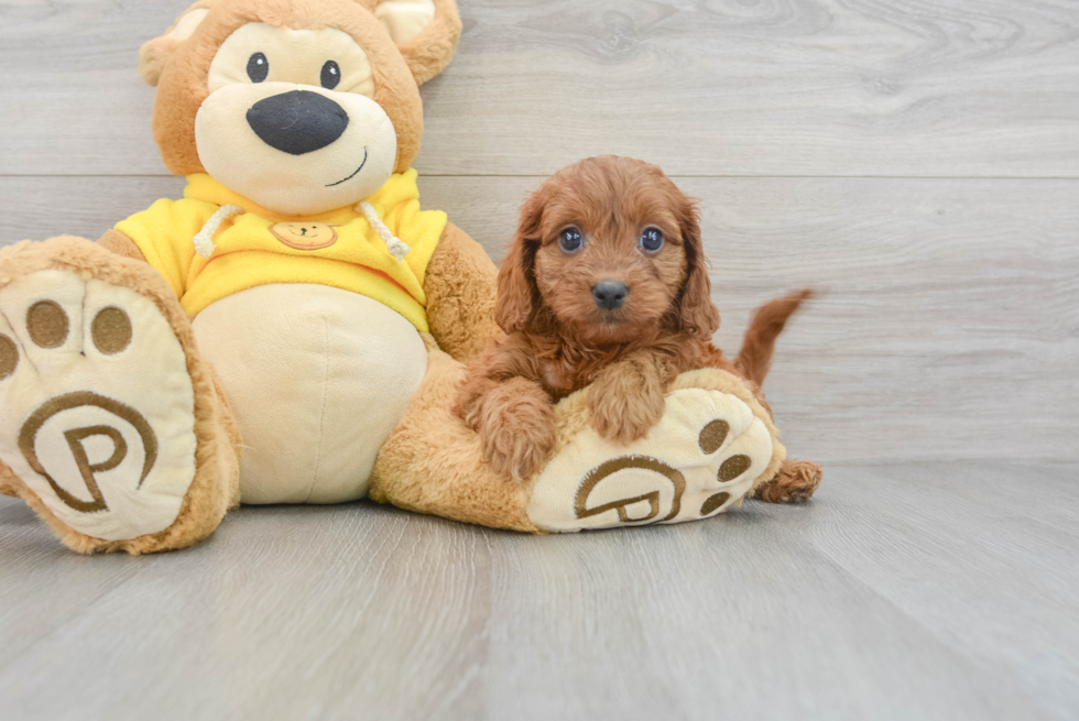 Cavapoo Puppy for Adoption