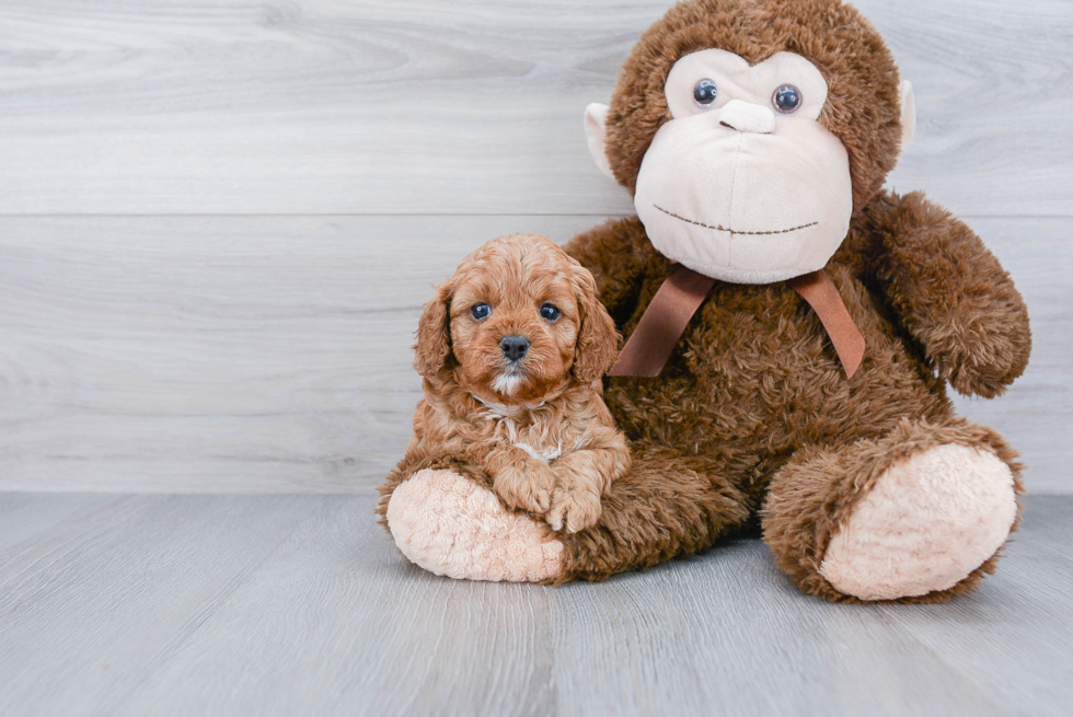 Playful Cavoodle Poodle Mix Puppy