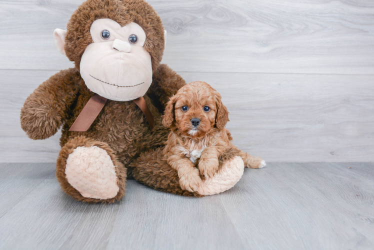 Petite Cavapoo Poodle Mix Pup