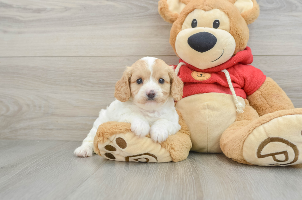 5 week old Cavapoo Puppy For Sale - Premier Pups