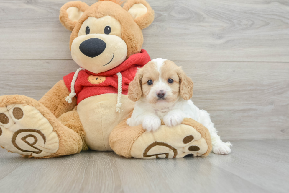 Cavapoo Pup Being Cute