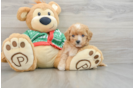 Cavapoo Puppy for Adoption