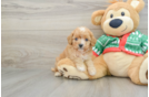 Best Cavapoo Baby