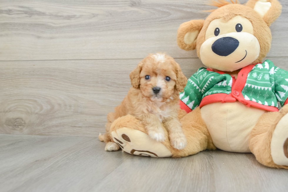 Best Cavapoo Baby