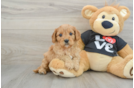 Cavapoo Puppy for Adoption