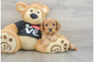 Playful Cavapoodle Poodle Mix Puppy