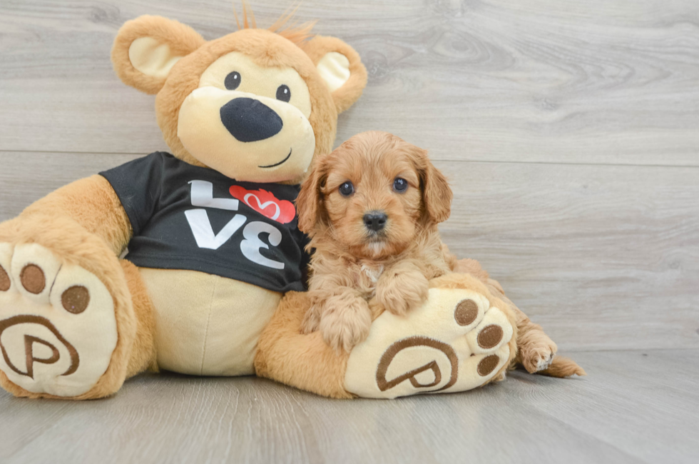 5 week old Cavapoo Puppy For Sale - Premier Pups