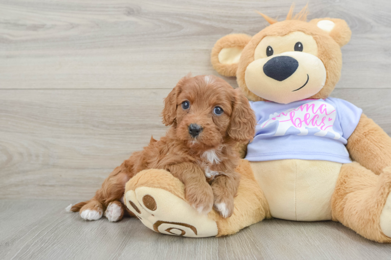 Meet Becca - our Cavapoo Puppy Photo 1/3 - Premier Pups