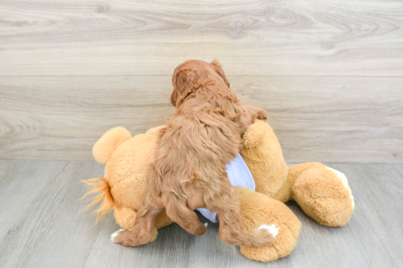 Meet Becca - our Cavapoo Puppy Photo 2/3 - Premier Pups