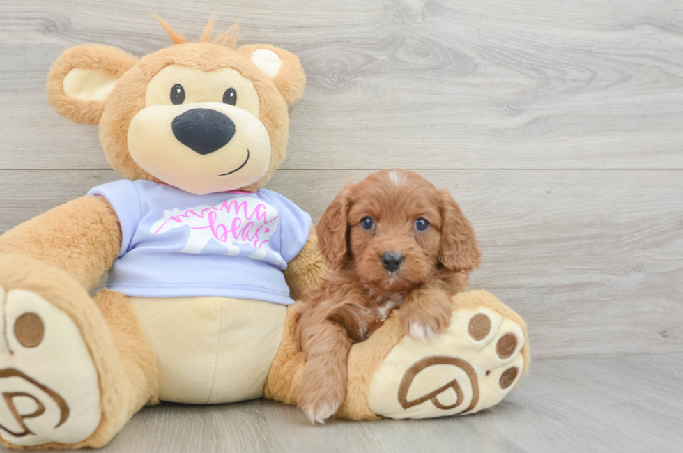 5 week old Cavapoo Puppy For Sale - Premier Pups