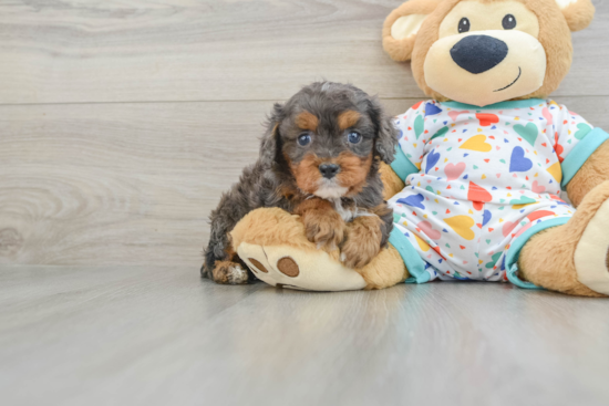 Popular Cavapoo Poodle Mix Pup