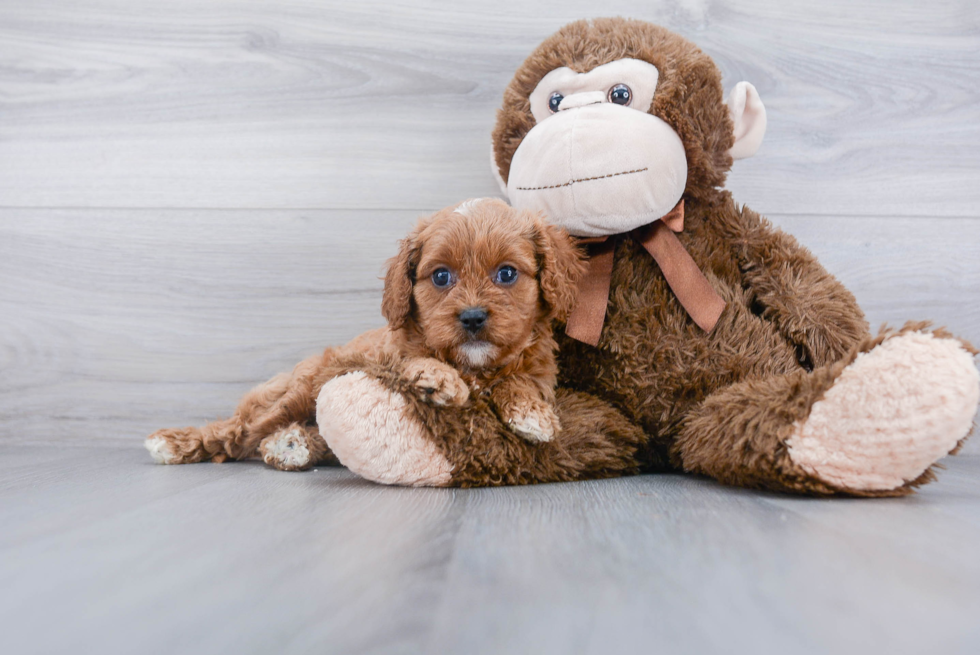 Popular Cavapoo Poodle Mix Pup