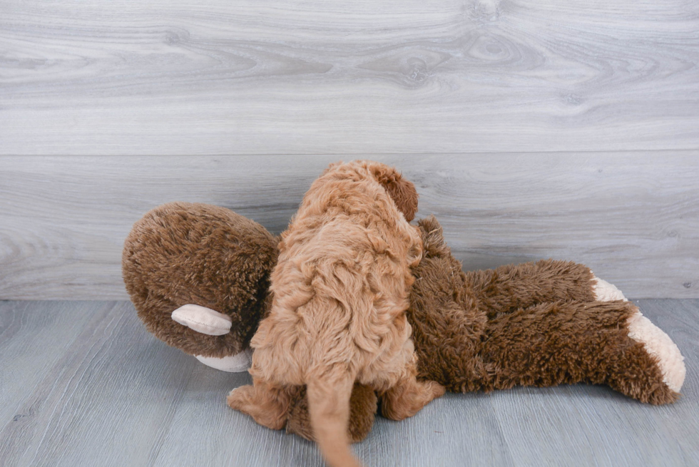 Adorable Cavoodle Poodle Mix Puppy