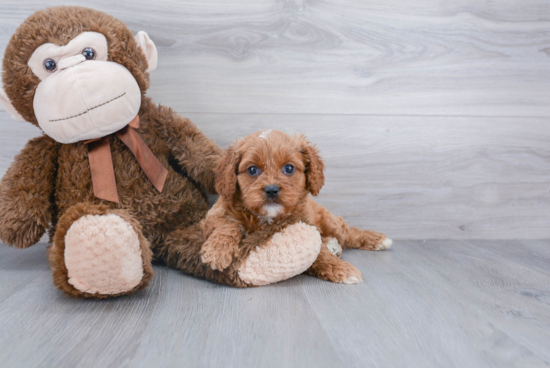 Cavapoo Pup Being Cute