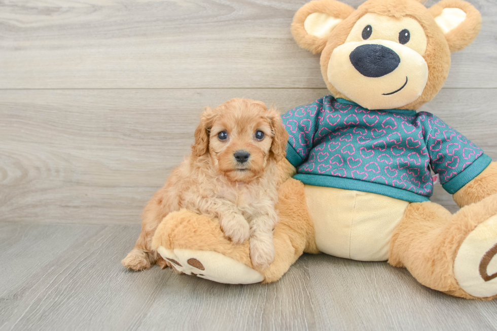 Popular Cavapoo Poodle Mix Pup