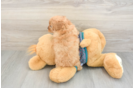 Popular Cavapoo Poodle Mix Pup