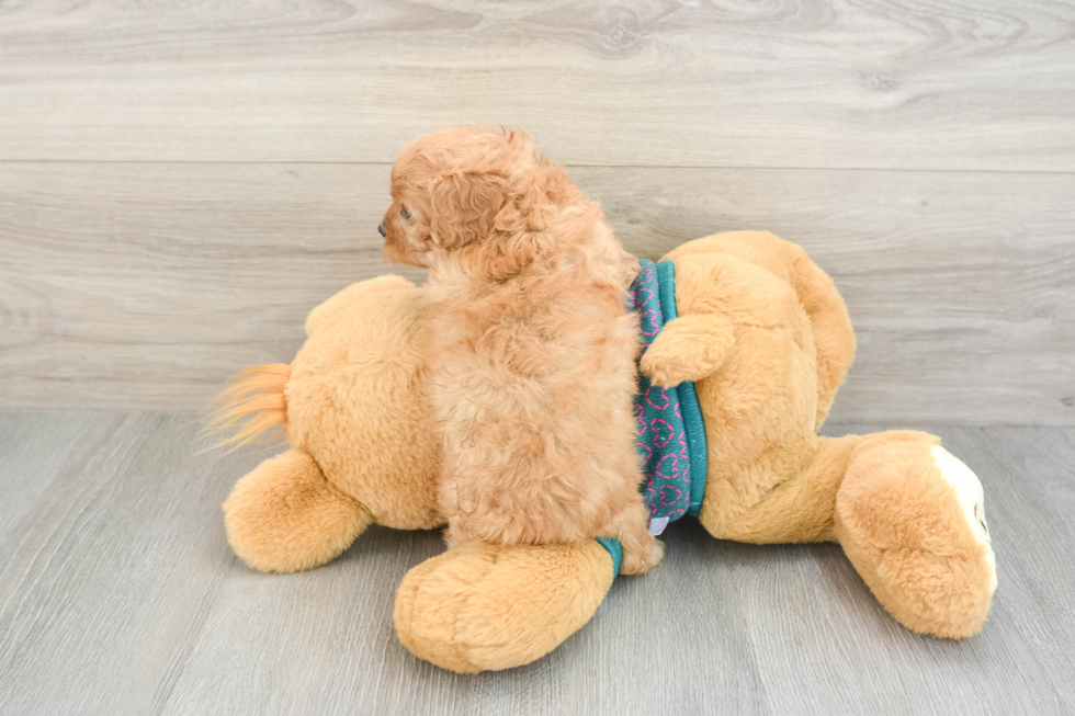 Popular Cavapoo Poodle Mix Pup