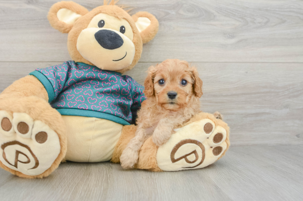 6 week old Cavapoo Puppy For Sale - Premier Pups