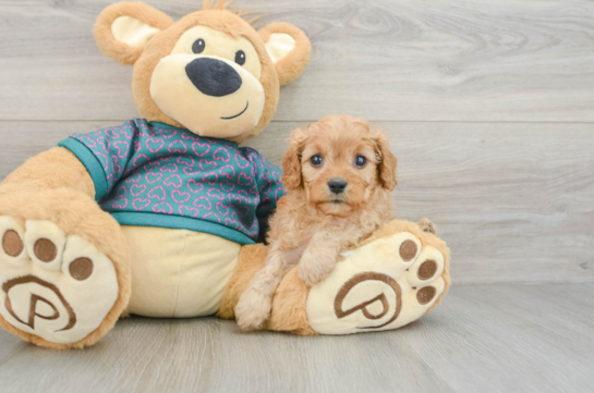 Best Cavapoo Baby