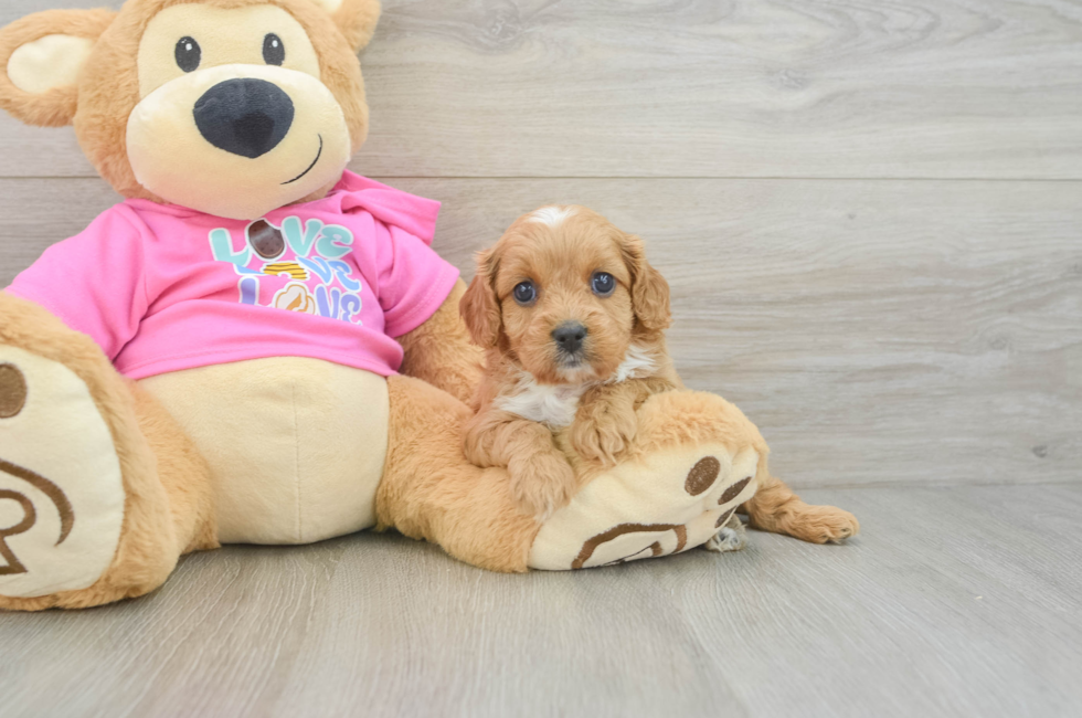 6 week old Cavapoo Puppy For Sale - Premier Pups