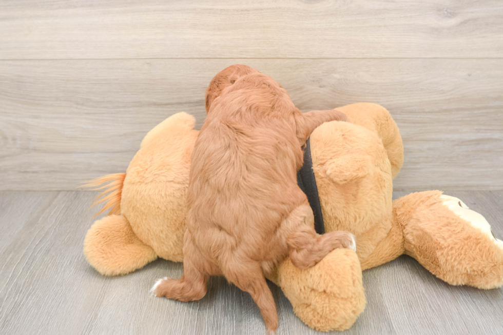 Best Cavapoo Baby