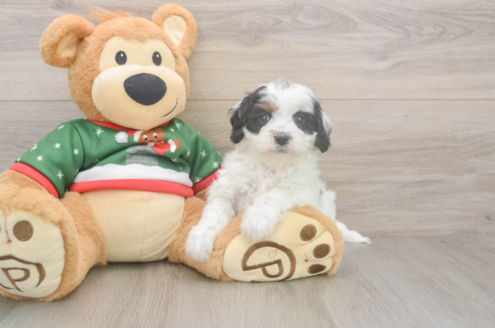 5 week old Cavapoo Puppy For Sale - Premier Pups