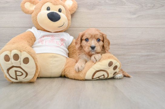 Popular Cavapoo Poodle Mix Pup