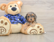 8 week old Cavapoo Puppy For Sale - Premier Pups