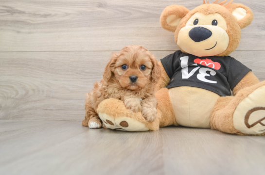 Cavapoo Puppy for Adoption