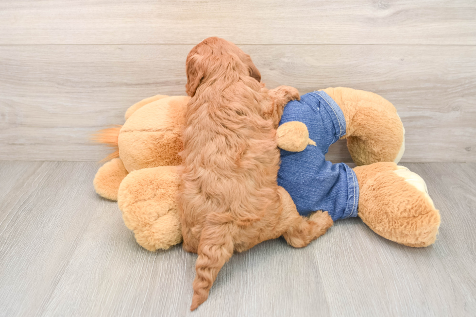 Happy Cavapoo Baby