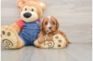 Cavapoo Pup Being Cute