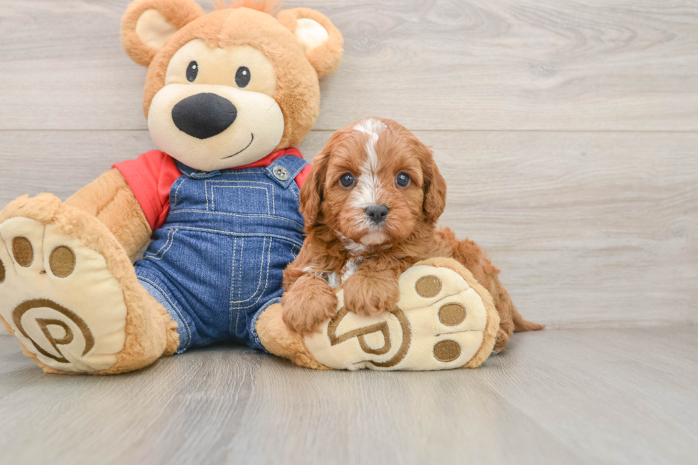 Cavapoo Pup Being Cute