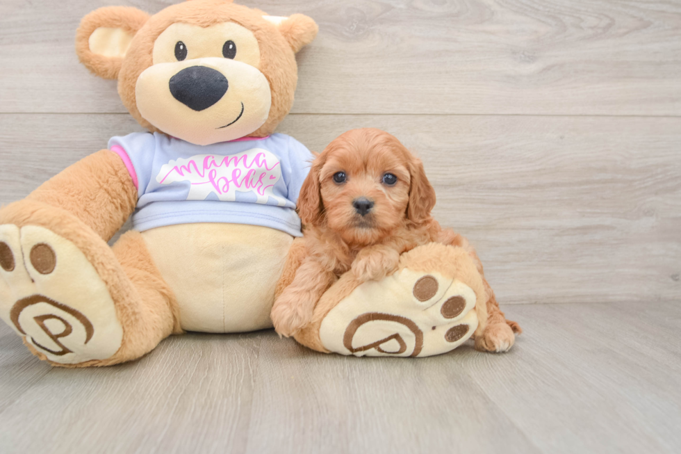Best Cavapoo Baby