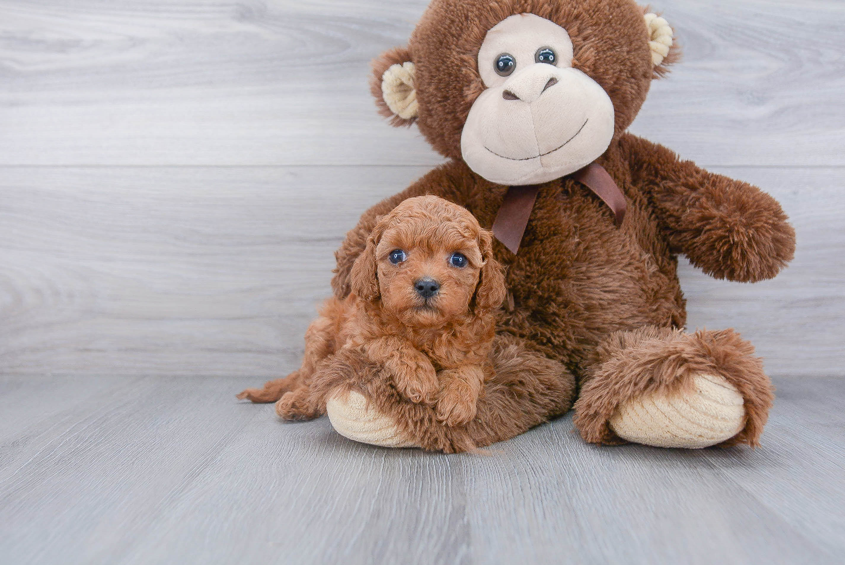 Best Cavapoo Baby