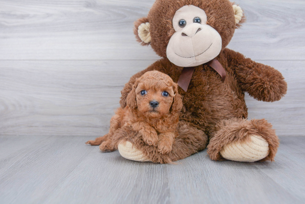 Best Cavapoo Baby