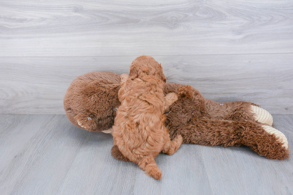 Best Cavapoo Baby