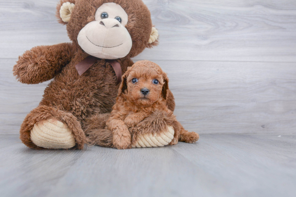 Little Cavoodle Poodle Mix Puppy